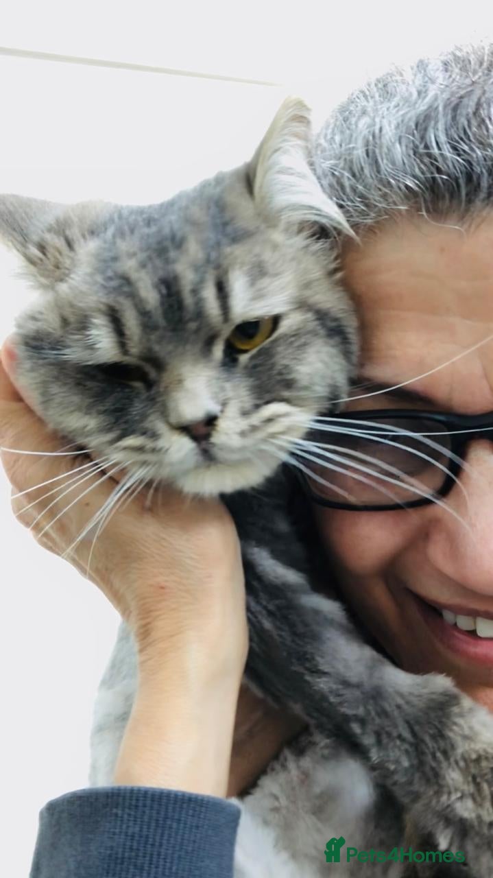 Mixed Breed cats SHADOW MIX PERSIAN LAPCAT BOY NEUTERED GROOMED - Advert 2