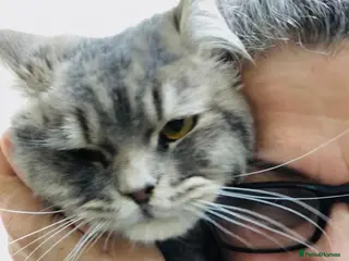 Mixed Breed cats SHADOW MIX PERSIAN LAPCAT BOY NEUTERED GROOMED - Advert 2