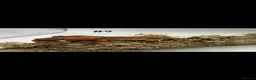 Gecko reptiles for sale: NEW Adult + Juvenile Crested Geckos + Lilly Whites - Advert 17