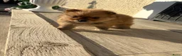 Pomeranian dogs for sale: Pomeranian Puppies LAST BOY LEFT  - Advert 5