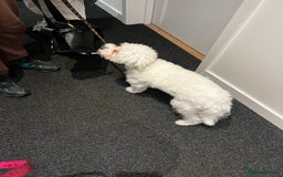 Mixed Breed dogs for sale: Maltese/bichon. - Image 2