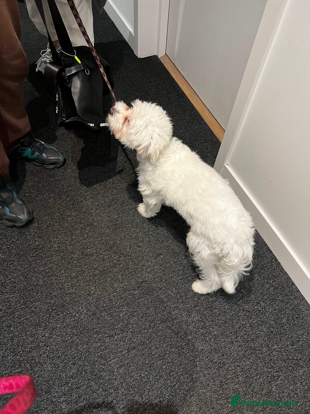 Mixed Breed dogs for sale: Maltese/bichon. - Image 2