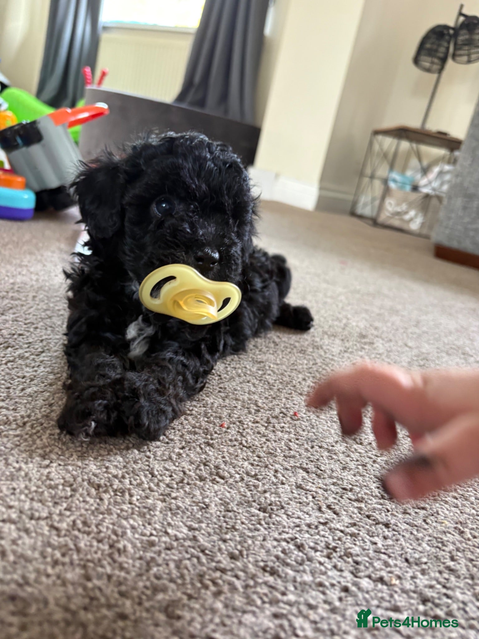 Maltipoo dogs ADORABLE TINY TOY MALTIPOO PUPPIES 🐶  - Advert 8