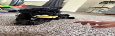 Maltipoo 1