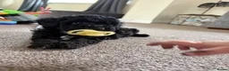 Maltipoo dogs for sale: ADORABLE TINY TOY MALTIPOOS  🐶  - Advert 25