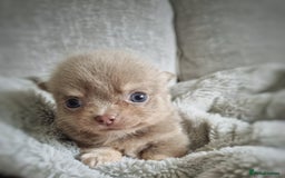 Chihuahua dogs for sale: 🐾 Exceptional lilac Chihuahua Puppies for Sale 🐾 - Image 5