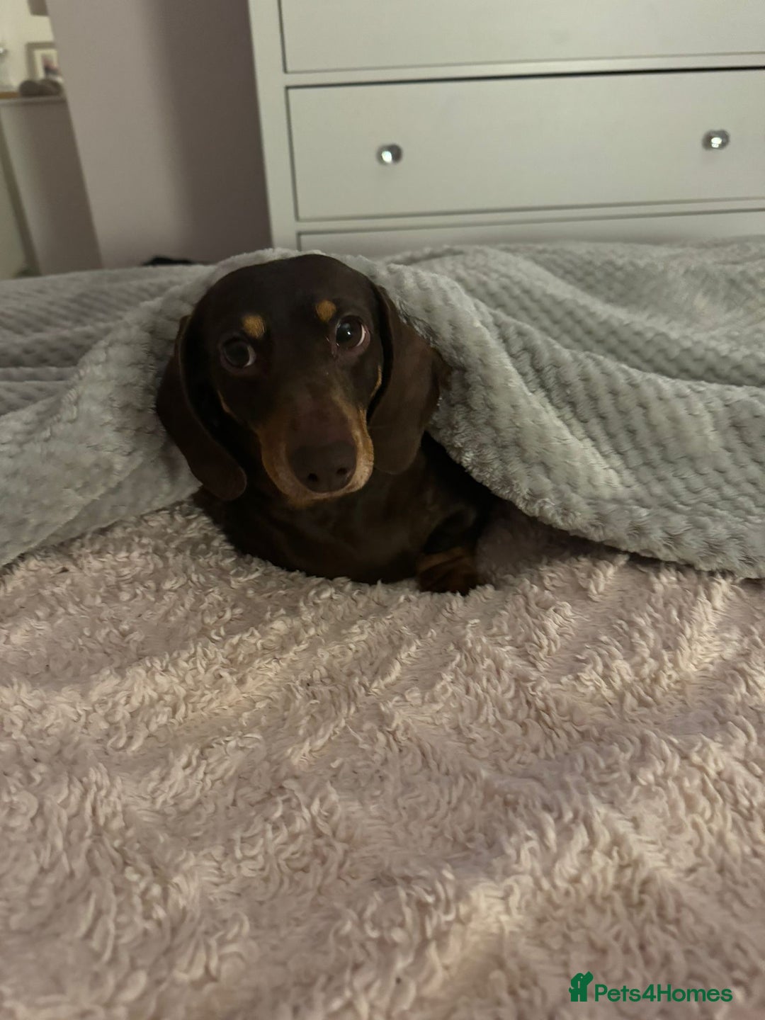 Dachshund dogs for sale: *** Free to a forever home *** in Basildon - Advert 3