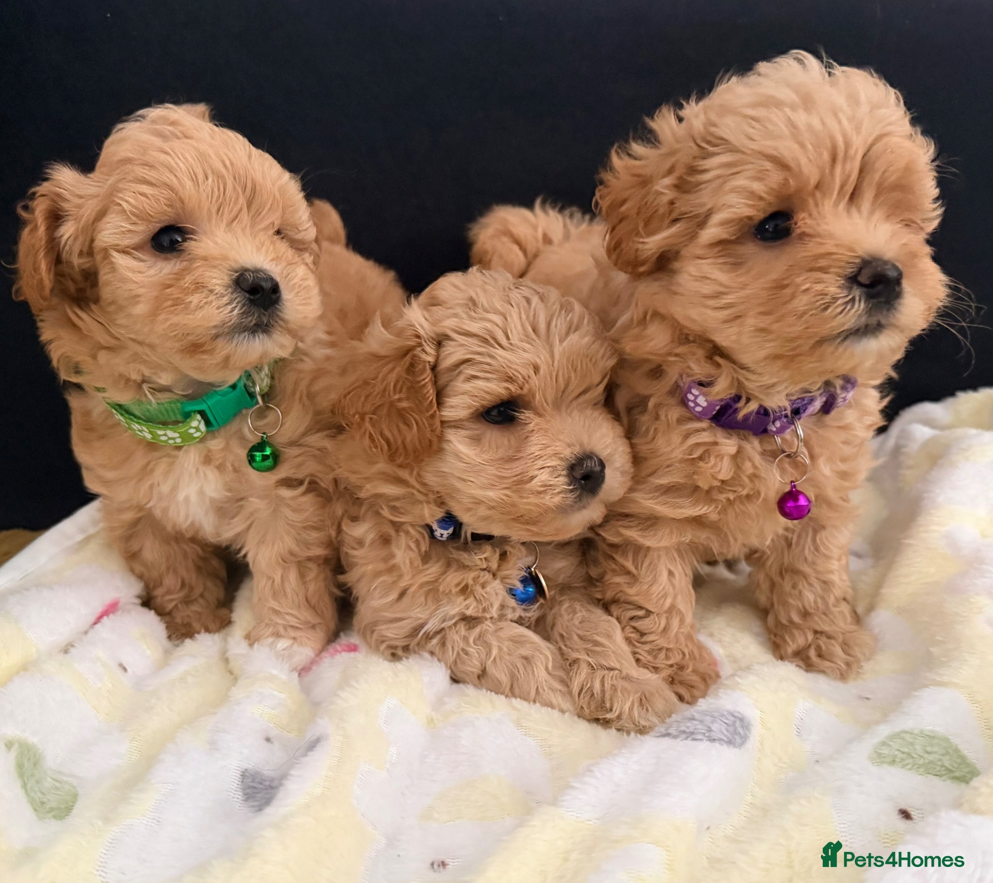 Maltipoo dogs 4 small and adorable puppies 🧸 - Advert 8