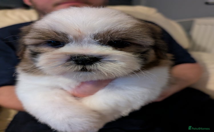 Shorkie dogs - Advert 15