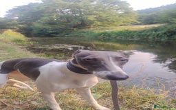 Whippet dogs for sale: Blodwyn needs a loving home  - Image 2