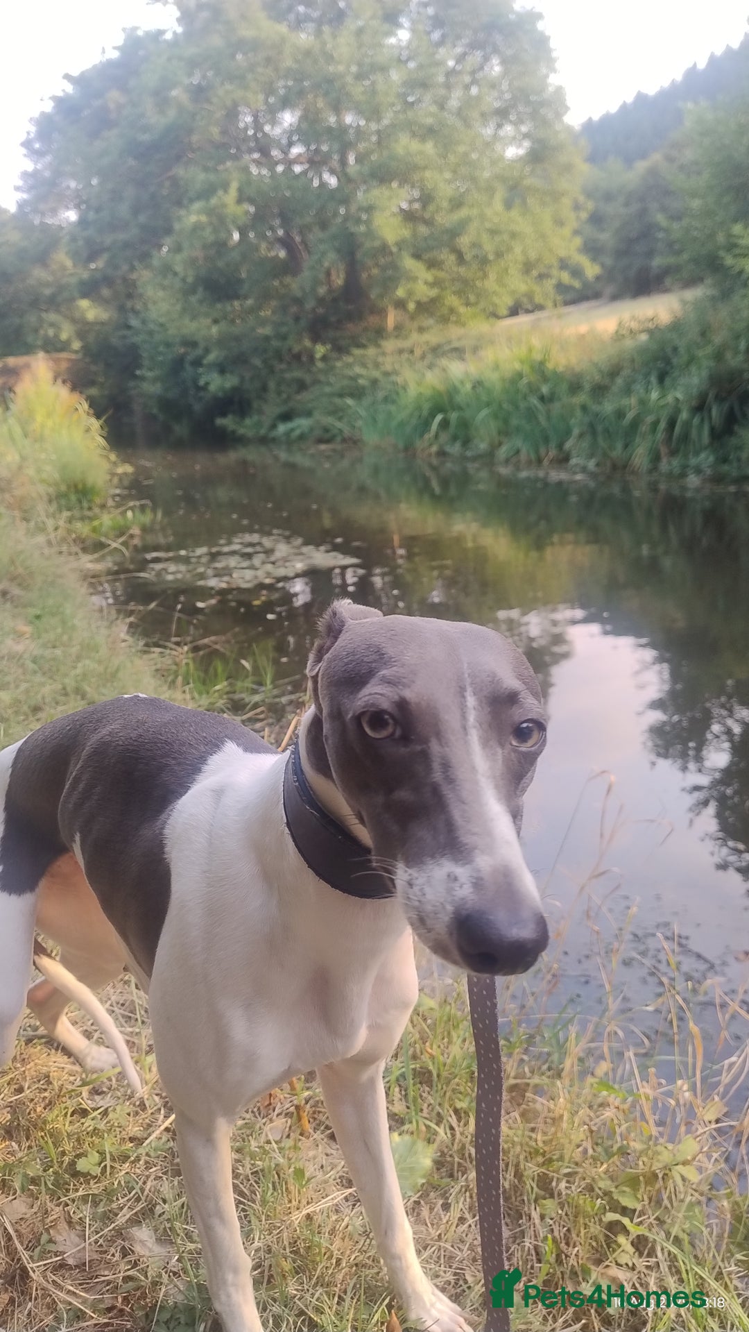 Whippet dogs for sale: Blodwyn needs a loving home  - Image 2