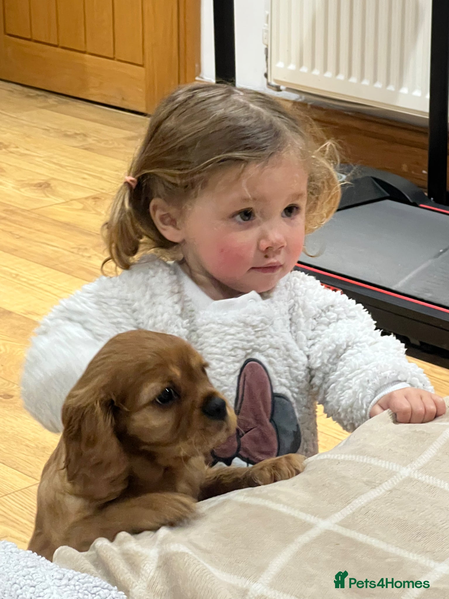 Cavalier King Charles Spaniel dogs *READY NOW!* KC Reg Health tested cavalier puppies - Advert 12