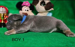 French Bulldog dogs for sale: Beautiful KC registered french bulldog puppies  - Image 7