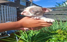 Boston Terrier dogs for sale: 3 Female Boston Terrier pups - Image 10