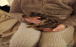 Dachshund dogs for sale: Adorable miniature daschunds - Image 3