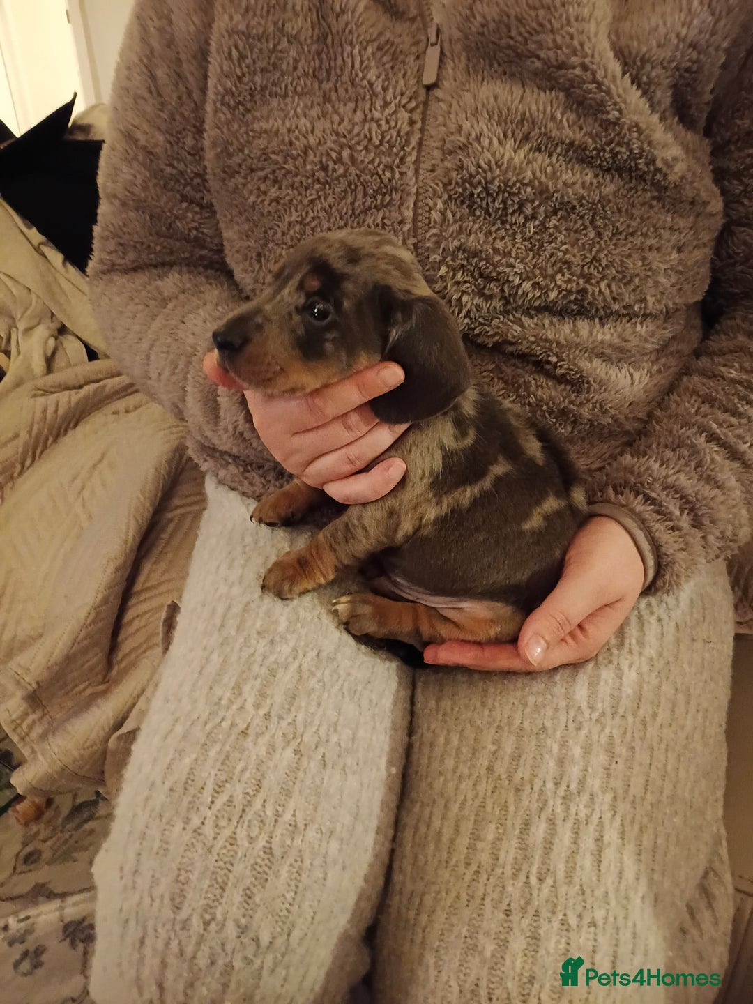 Dachshund dogs for sale: Adorable miniature daschunds - Image 3