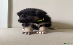 Mixed Breed dogs for sale: Alaskan Malamute x German Shepard Cross puppies - Image 5