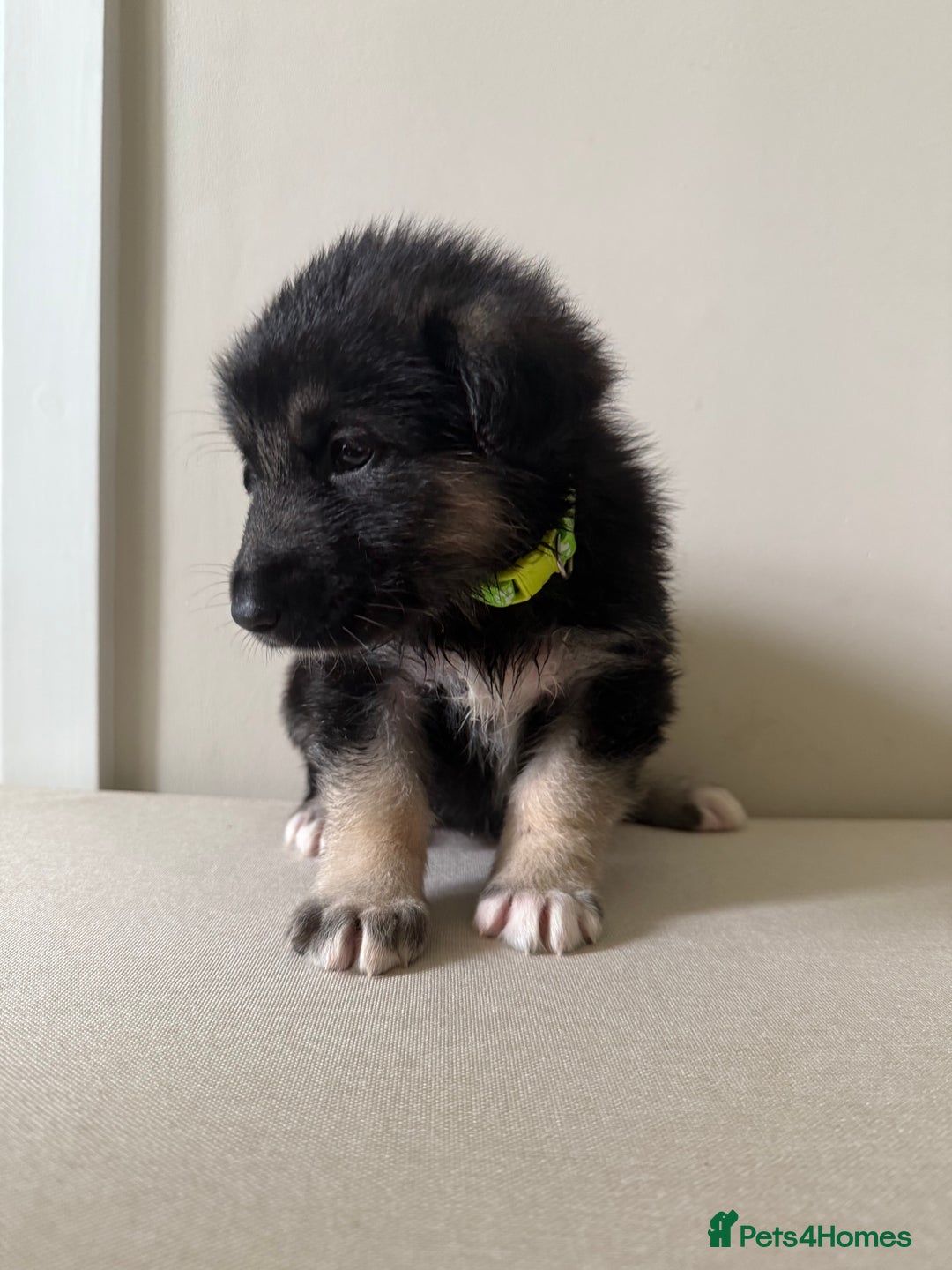 Mixed Breed dogs for sale: Alaskan Malamute x German Shepard Cross puppies - Image 5