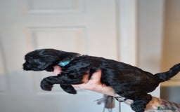 Cockapoo dogs for sale: Toy f1b - Image 4