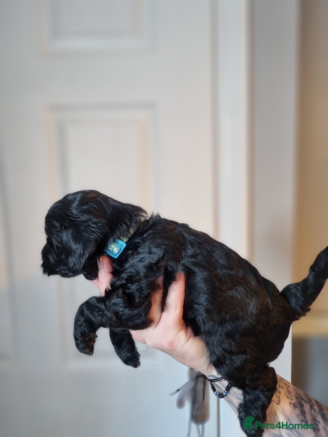 Cockapoo dogs for sale: Toy f1b - Image 4