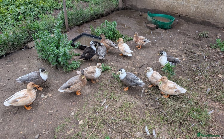 Ducks poultry - Advert 4