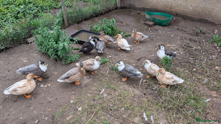 Ducks poultry - Advert 4