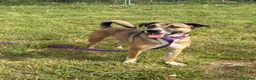 Mixed Breed dogs for adoption: Lizzie - Norwich Norfolk  - Advert 21