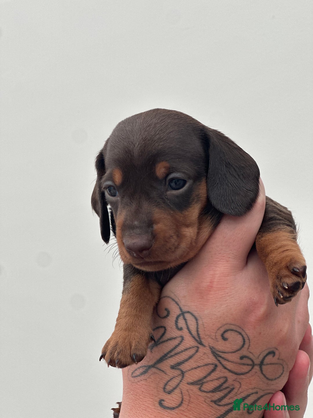 Miniature Dachshund dogs for sale: Smooth haired Miniature Dachshund - Image 33