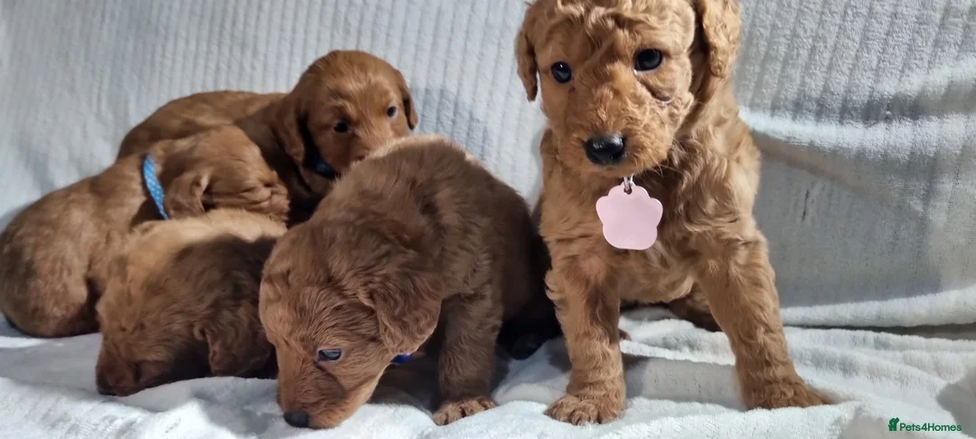 Labradoodle dogs for sale: Labradoodle Fox Red ❤️ Health Check - Advert 14