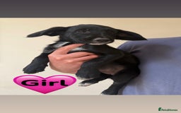 Mixed Breed dogs for sale: READY FOR HOMES - BorderCollieXLabradoodle Puppies in Oswestry - Image 3