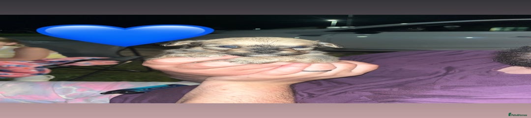 Boyo