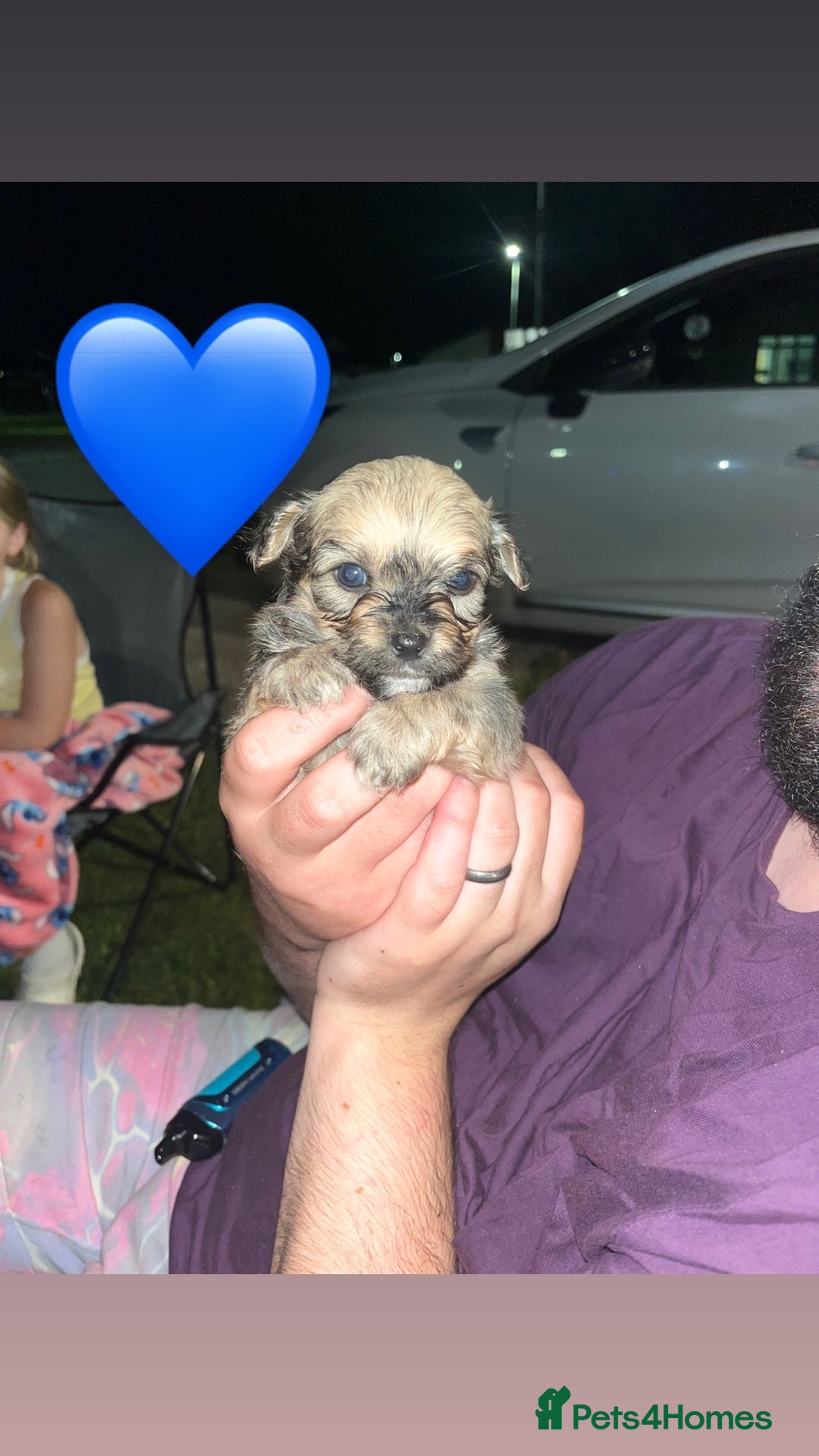 Mixed Breed dogs for sale: 🐾 Fluffy & Friendly! Teddy Bear puppies 🐾 - Image 3