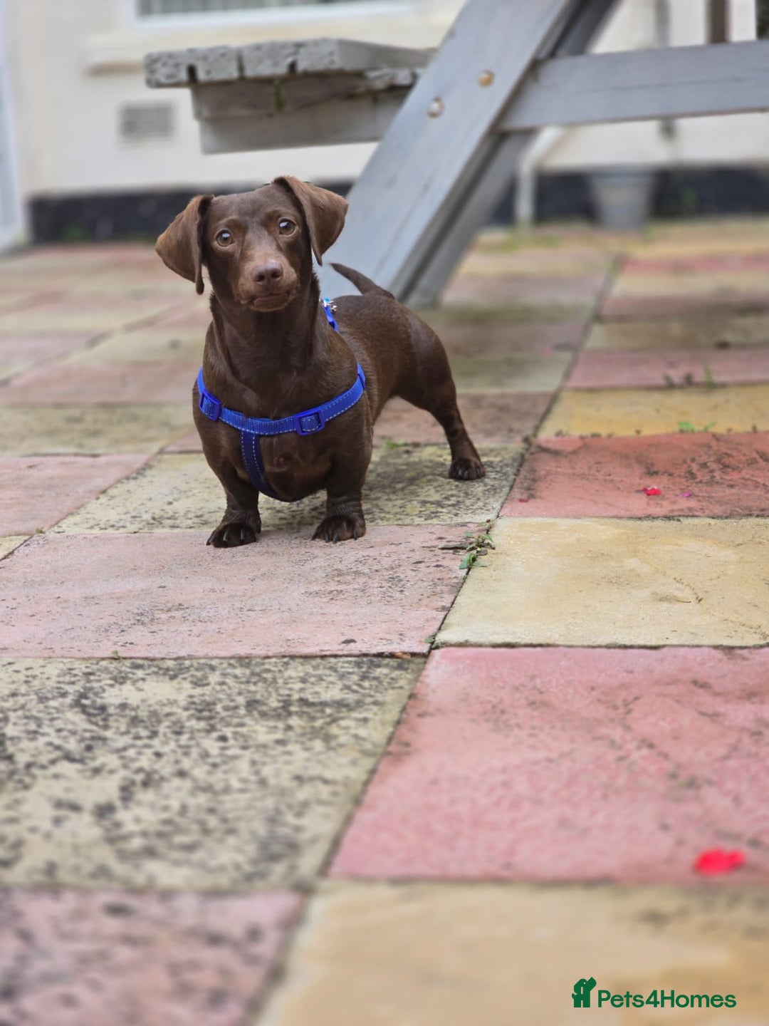 Miniature Dachshund dogs for stud: SOLID CHOCOLATE MINIATURE TINY DACHSHUND FOR STUD  - Advert 5