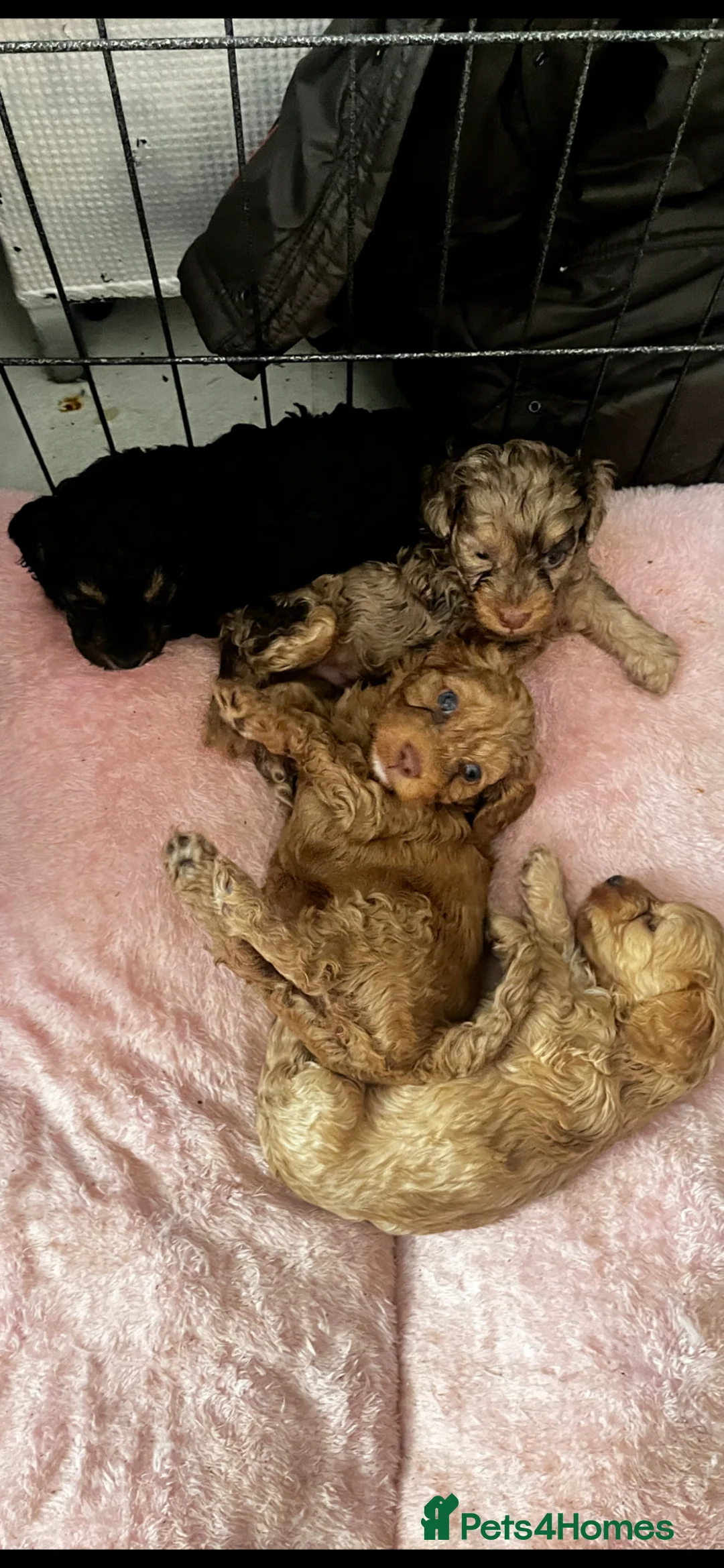 Mixed Breed dogs for sale: Looking for loving homes  in Portsmouth - Advert 2