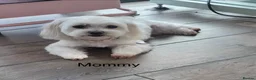 Maltese dogs for sale: Maltese pups kc reg - Advert 6