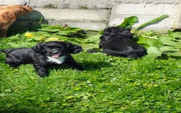 Cocker Spaniel dogs for sale: KC fully Health Tested Working Cocker Spaniels  - Image 7