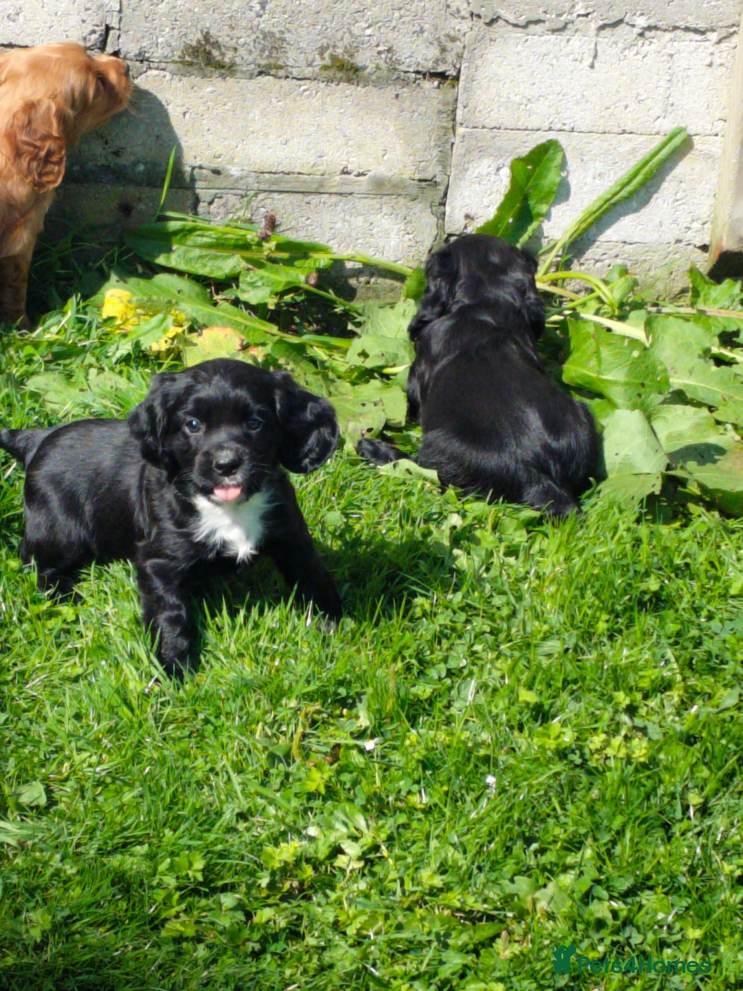 Cocker Spaniel dogs for sale: KC fully Health Tested Working Cocker Spaniels  - Image 7