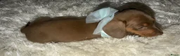 Dachshund dogs for sale: Beautiful mini dachshunds - Advert 4