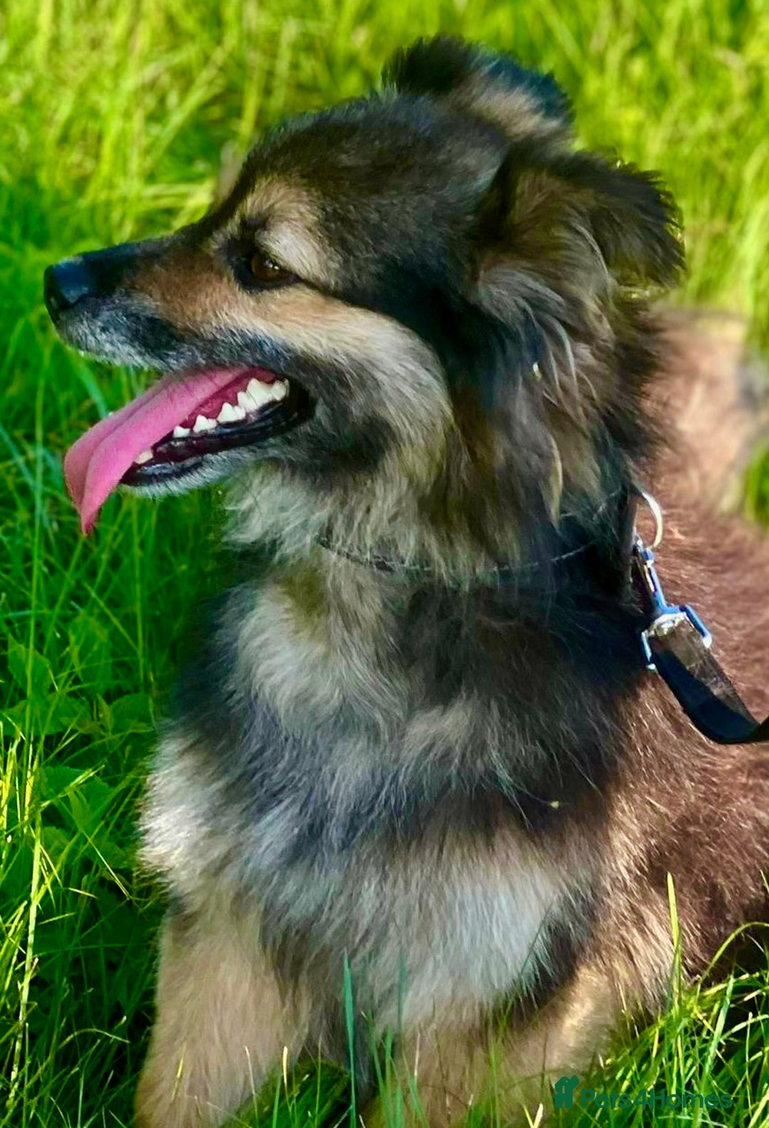Keeshond dogs for adoption: Mikey’s Story: From Chains to Freedom - Image 5