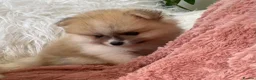 Pomeranian dogs for sale: Snow White Pomeranian for sale - Advert 13