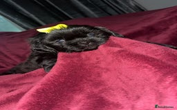 Shih Tzu dogs for sale: Shih Tzu Puppies  - Image 16