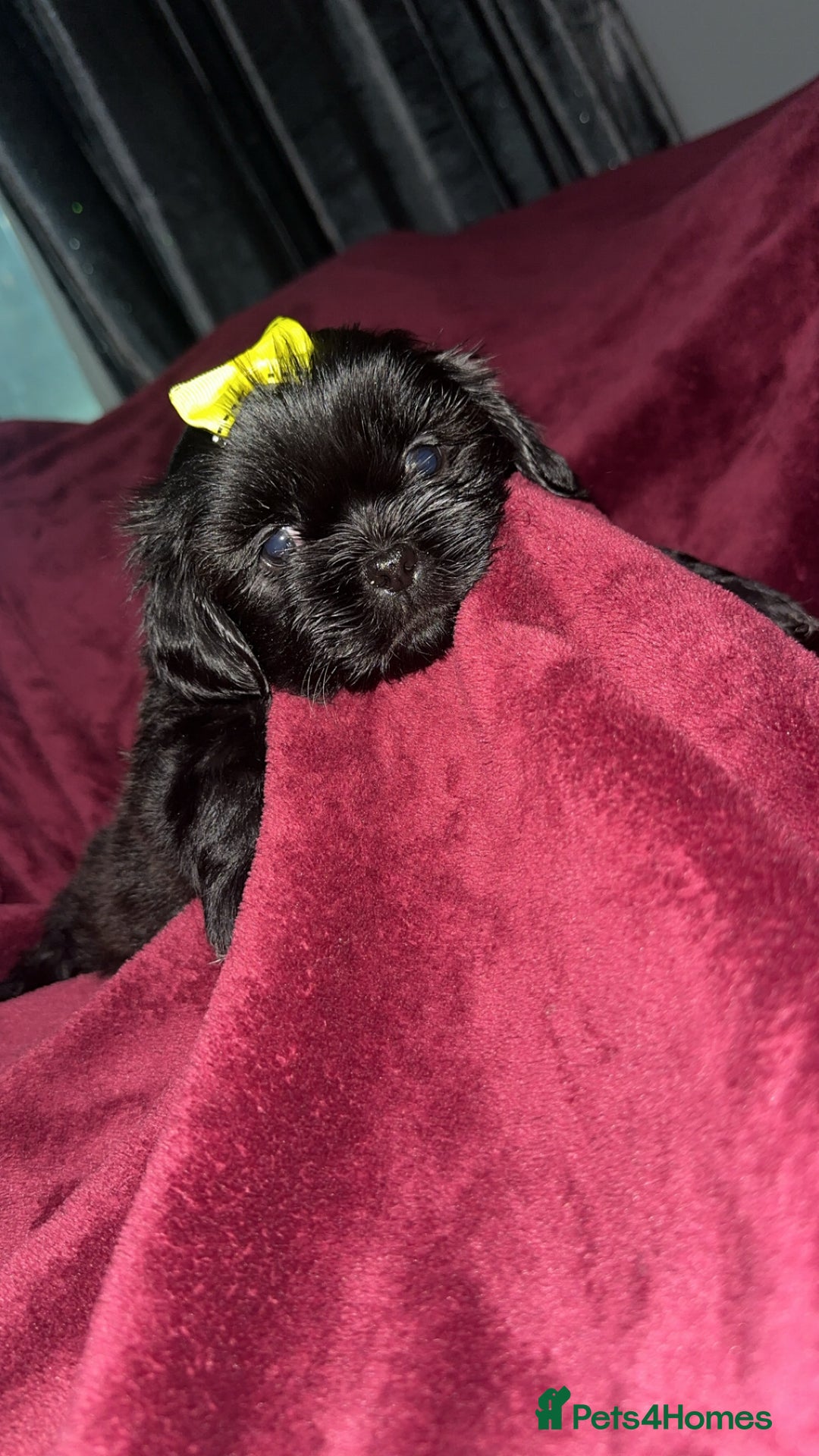 Shih Tzu dogs for sale: Shih Tzu Puppies  - Image 16