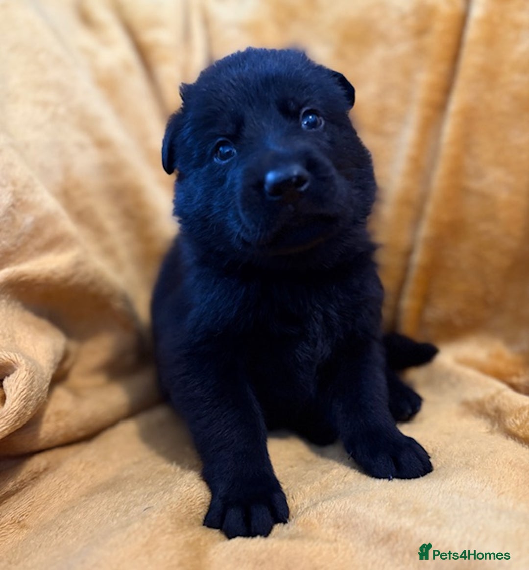 German Shepherd dogs for sale: 4* Licensed. KC Registered. Health Tested Parents - Image 4