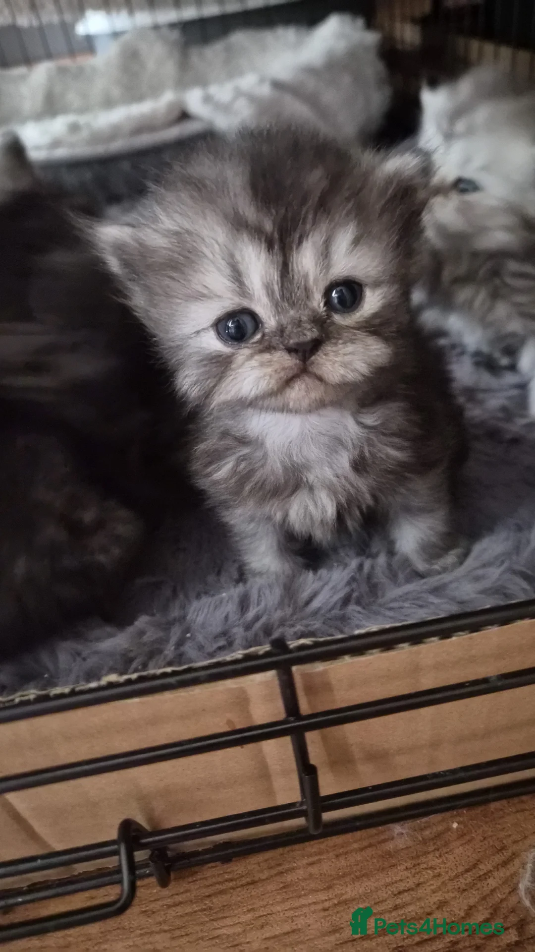 Persian cats for sale: Beautiful Persian chinchilla kittens 5 wks - Advert 10