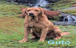 Labrador Retriever dogs for sale: Beautiful KC registered Red Fox Labrador puppies - Image 7