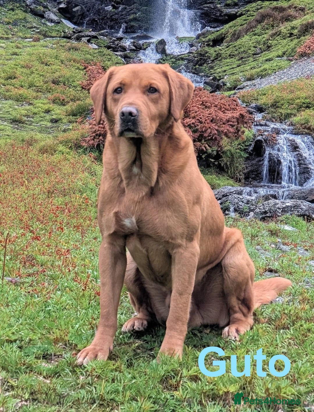 Labrador Retriever dogs for sale: Beautiful KC registered Red Fox Labrador puppies - Image 7