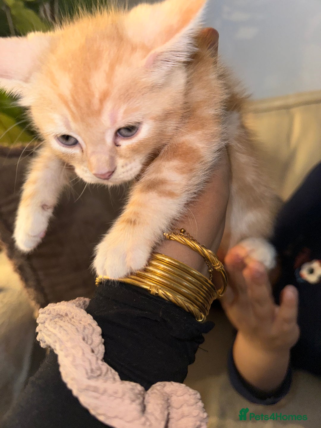 Bengal cats for sale: Bengal and British shorthair mix ginger kitten - Advert 5