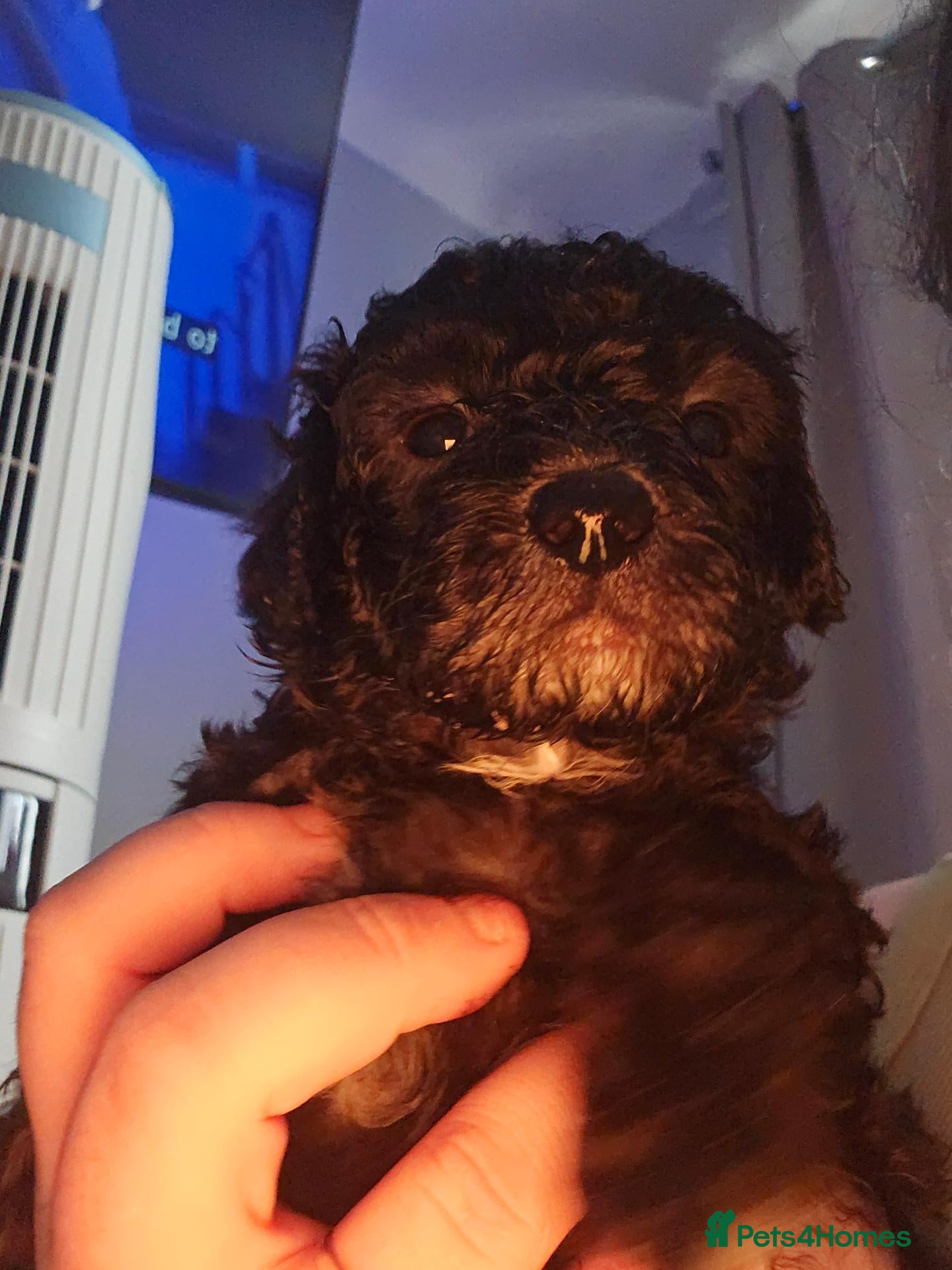 Shihpoo dogs ✨ Minature Poodle X Shihpoo Puppies F1B ✨️ - Advert 2