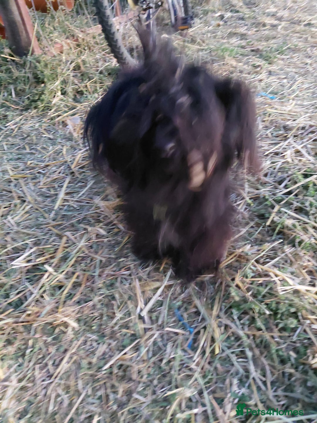 Mixed Breed dogs for adoption: 💛 BRINDY - A Sweet Little Black Velvet Girl 💛🐾 - Advert 13