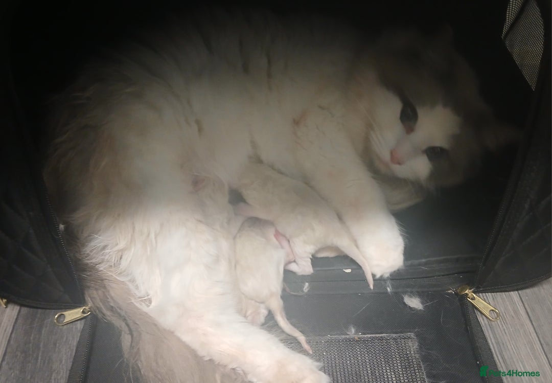 Ragdoll cats for sale: Blue bicolour Ragdoll - Advert 6